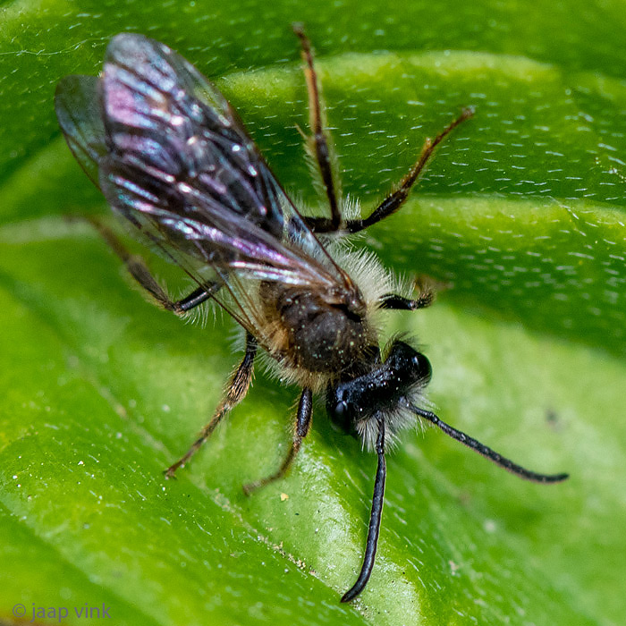 Mining bee - Gewone Rozenzandbij - Andrena fucata