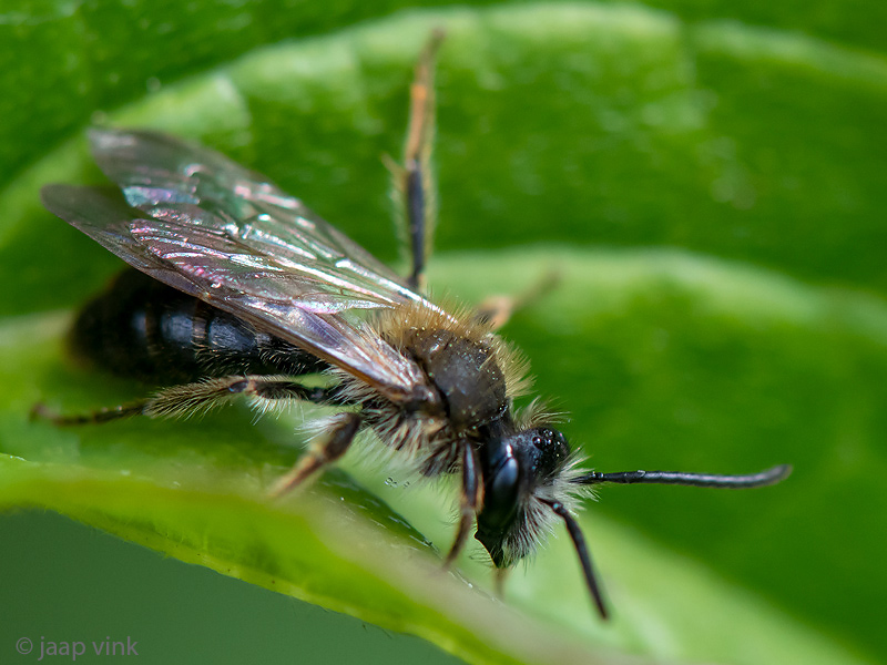 Mining bee - Gewone Rozenzandbij - Andrena fucata