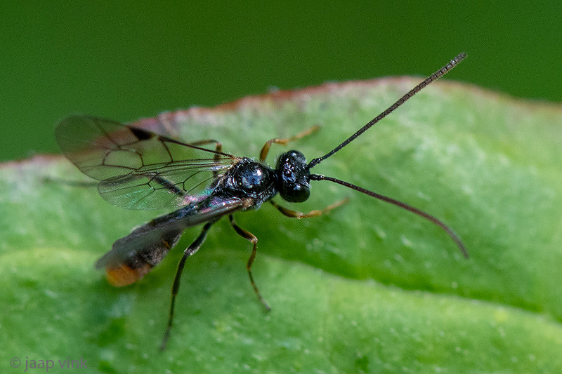 Tryphoninae indet.- Exenterini tribe?