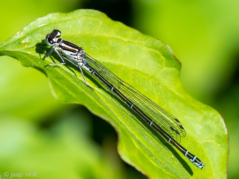 Azure Damselfly - Azuurwaterjuffer - Coenagrion puella