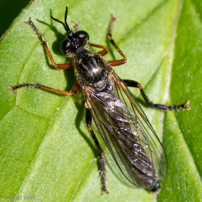 Common Red-legged Robber fly - Knobbelbladjager - Dioctria rufipes 
