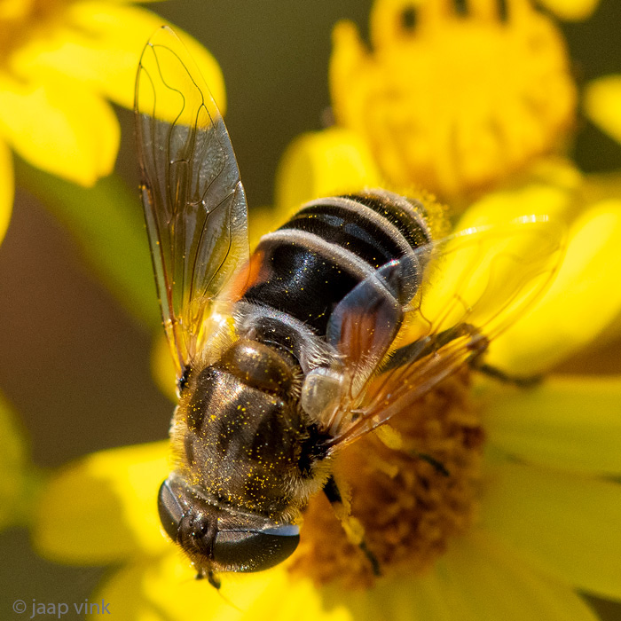 Syrphidae - Kleine Bijvlieg - Eristalis arbustorum