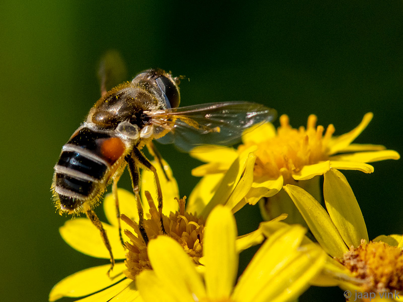 Syrphidae - Kleine Bijvlieg - Eristalis arbustorum