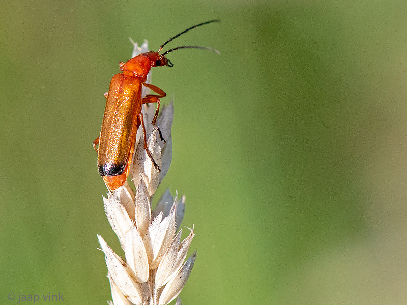 Common Red Soldier Beetle - Kleine Rode Weekschild - Rhagonycha fulva
