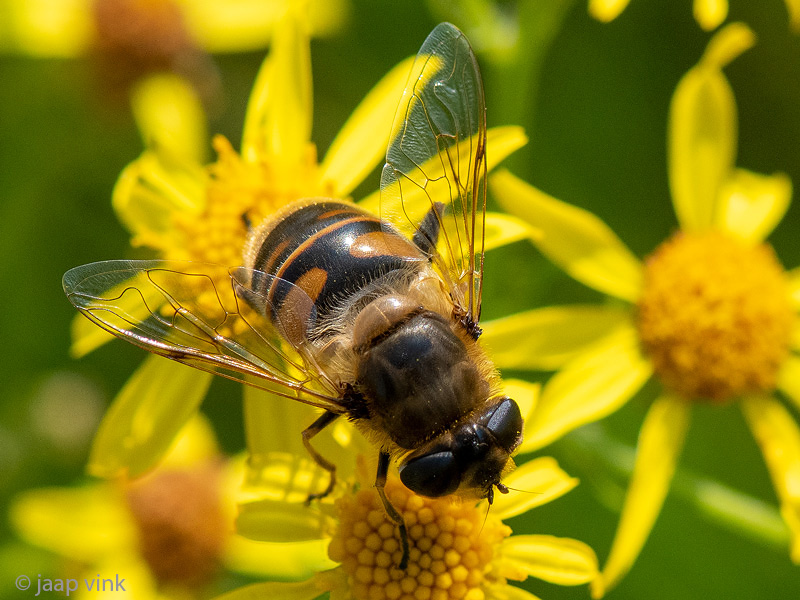 Drone Fly - Blinde Bij - Eristalis tenax