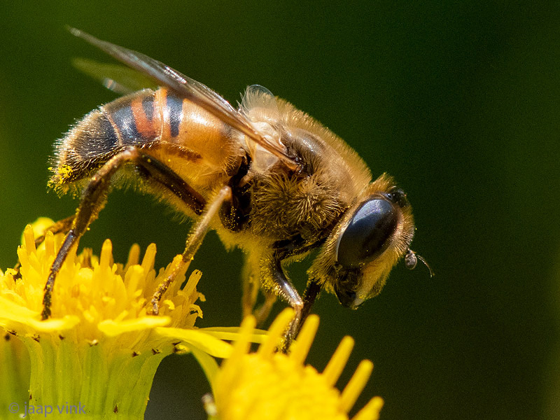 Drone Fly - Blinde Bij - Eristalis tenax