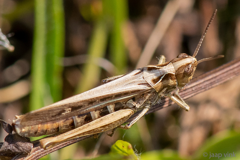 Chorthippus biguttulus-group - Chorthippus biguttulus-groep