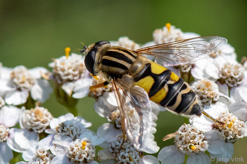 Syrphidae - Citroenpendelvlieg - Helophilus trivittatus