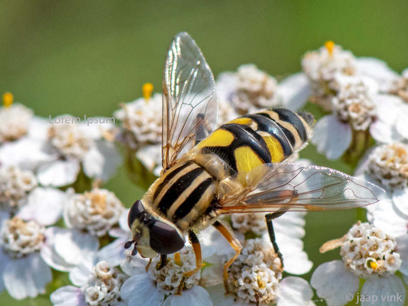 Syrphidae - Citroenpendelvlieg - Helophilus trivittatus