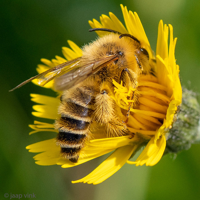 Pantaloon bee - Pluimvoetbij - Dasypoda hirtipes