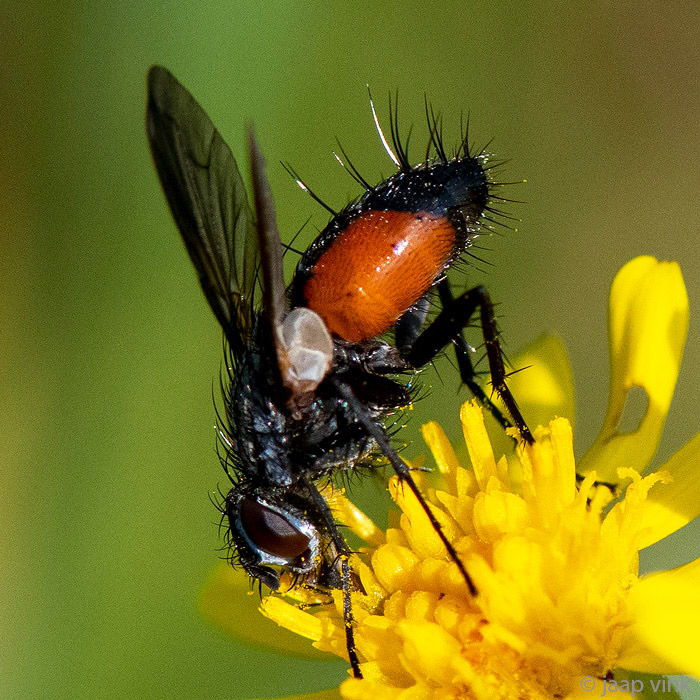 Tachinidae - Sluipvlieg - Eriothrix rufomaculata