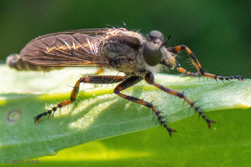 Asilidae - Ringpootroofvlieg -Tolmerus cingulatus
