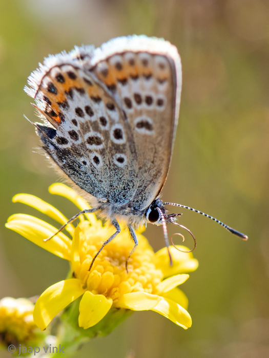 Silver-studded Blue - Heideblauwtje - Plebejus argus