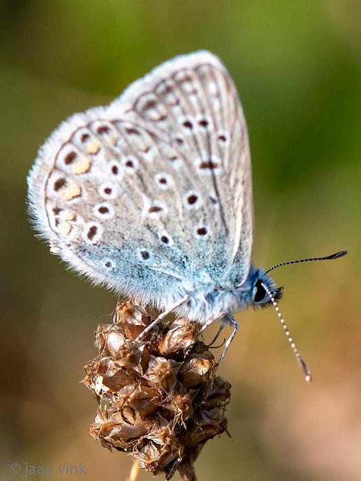 Common blue butterfly - Icarusblauwtje - Polyommatus icarus