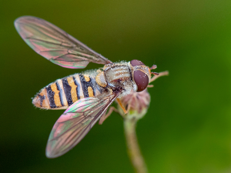 Marmalade Hoverfly - Pyamazweefvlieg - Episyrphus balteatus