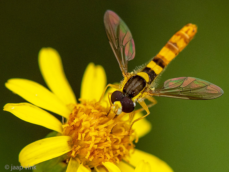 Long hoverfly - Grote Langlijf - Sphaerophoria scripta