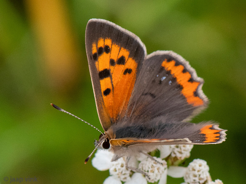 Small copper - Kleine Vuurvlinder - Lycaena phlaeas