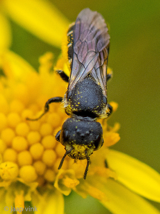 Megachilidae - Tronkenbij - Heriades truncorum