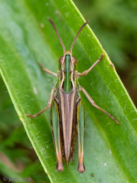 Lesser Mottled Grasshopper - Schavertje - Stenobothrus stigmaticus