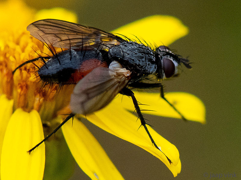 Tachinidae - Sluipvlieg - Eriothrix rufomaculata