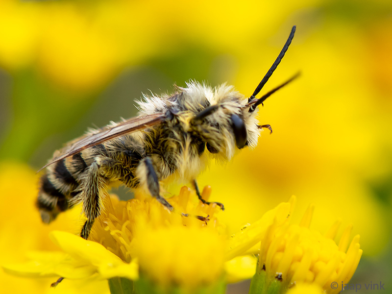 Pantaloon bee - Pluimvoetbij - Dasypoda hirtipes