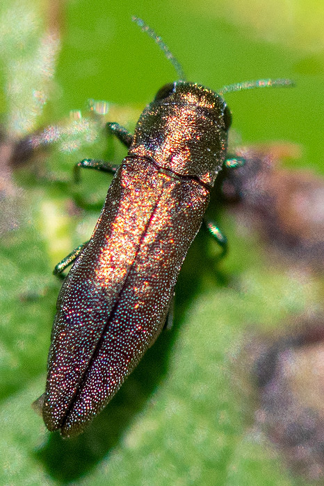 Beech Splendour Beetle - Groen Smalbuikje - Agrilus viridis