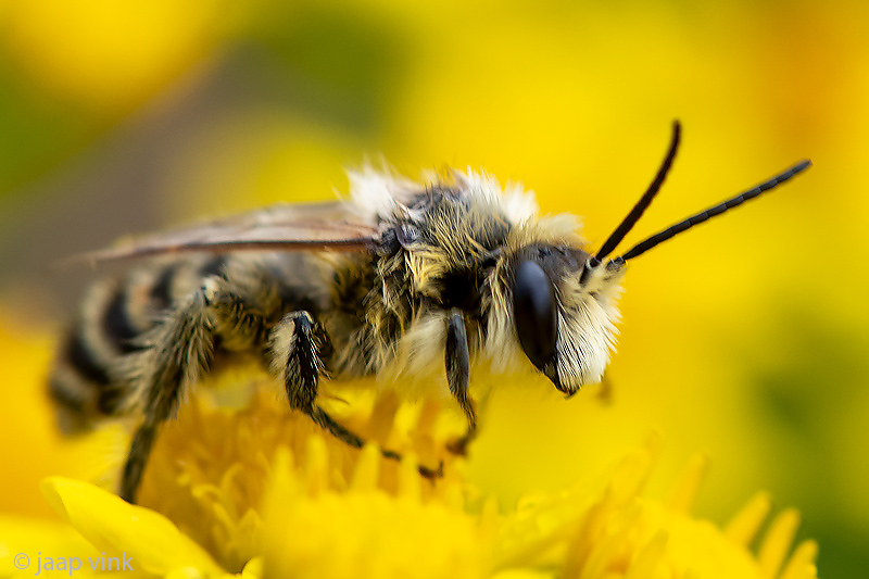 Pantaloon bee - Pluimvoetbij - Dasypoda hirtipes