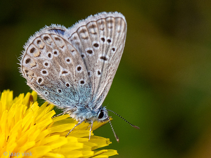 Common blue butterfly - Icarusblauwtje - Polyommatus icarus