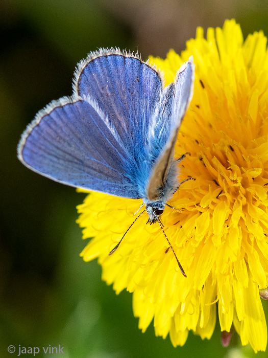 Common blue butterfly - Icarusblauwtje - Polyommatus icarus