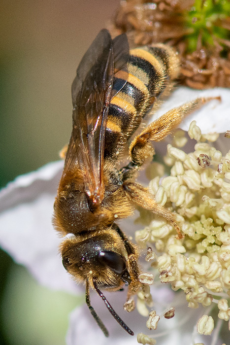 Great Banded Furrow-bee - Breedbandgroefbij - Halictus scabiosae
