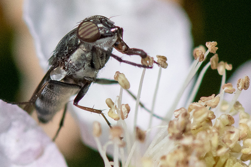 Rhiniidae - Sprinkhaanvlieg - Stomorhina lunata