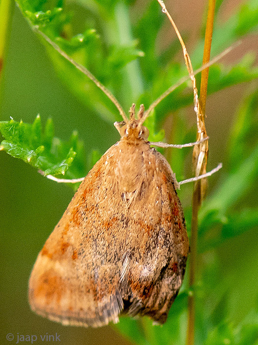 Straw-barred Pearl - Weegbreemot - Pyrausta despicata