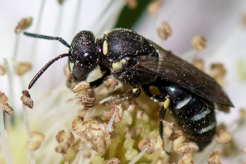 Colletidae - Maskerbij spec - Hylaeus spec