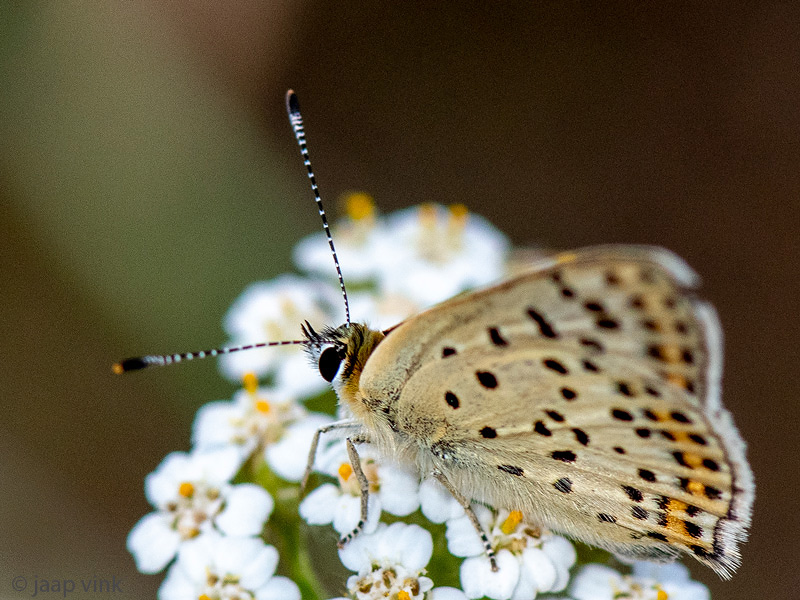 Sooty Copper - Bruine Vuurvlinder - Lycaena tityrus
