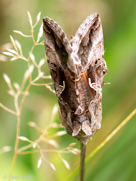 Silver Y - Gamma-uil - Autographa gamma