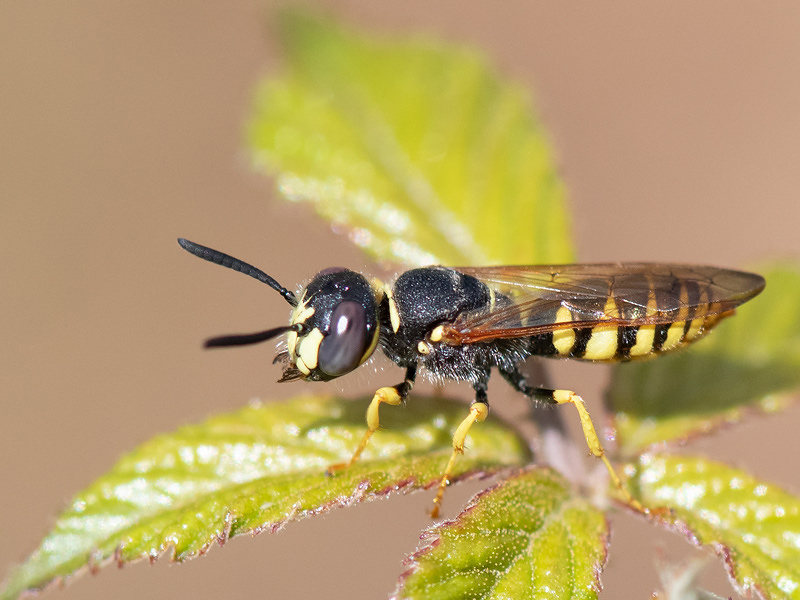 European Beewolf - Bijenwolf - Philanthus triangulum