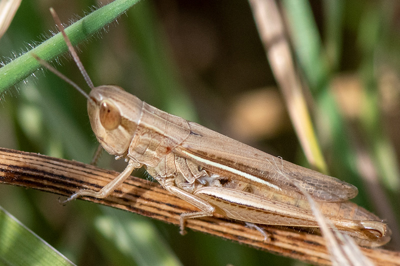 Lesser Marsh Grasshopper - Kustsprinkhaan - Chorthippus albomarginatus