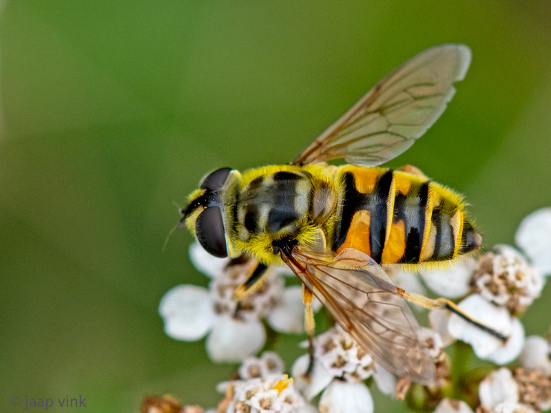 Syrphidae - Doodskopzweefvlieg - Myathropa florea