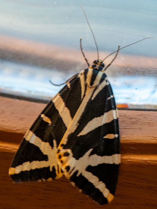 Jersey Tiger - Spaanse Vlag - Euplagia quadripunctaria