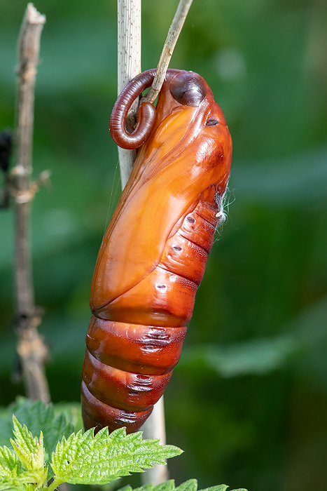 Convolvulus Hawk-moth - Windepijlstaart - Agrius convolvuli