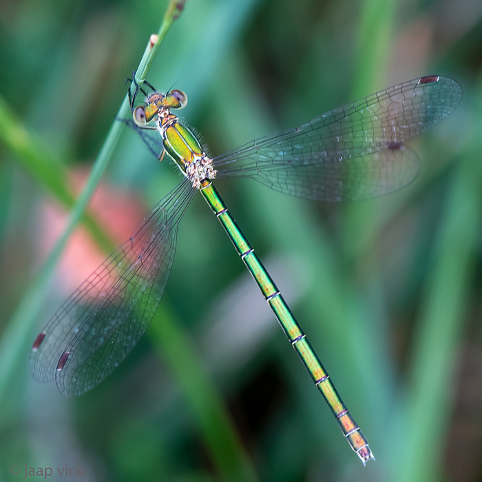 Small Emerald Spreadwing - Tengere Pantserjuffer - Lestes virens