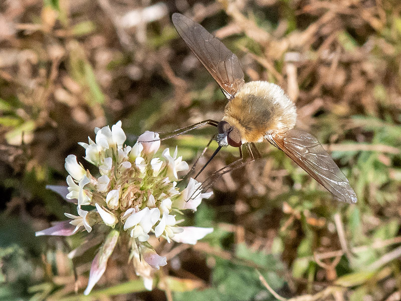Large Bee-fly - Gewone Wolzwever - Bombylius major