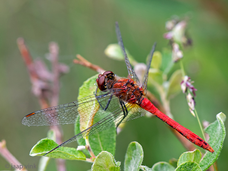 Ruddy Darter - Bloedrode Heidelibel - Sympetrum sanguineum