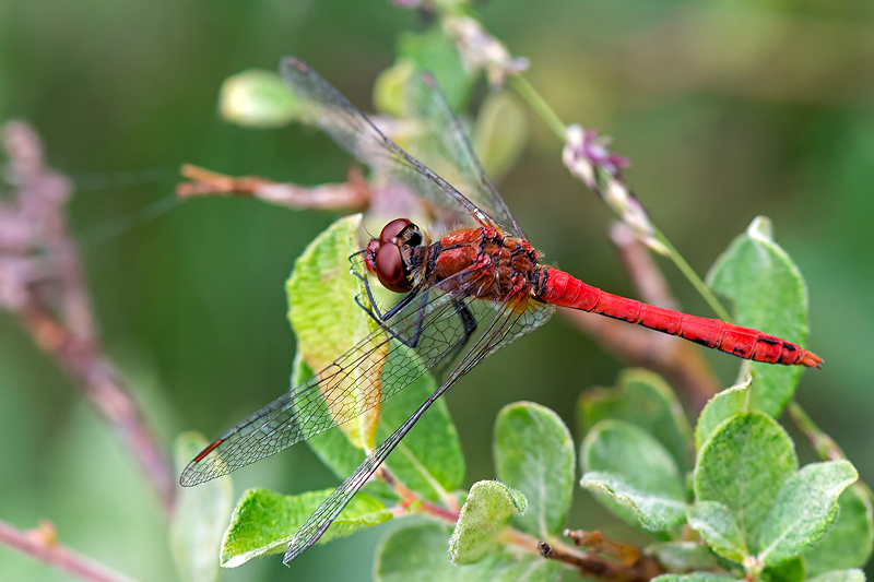Ruddy Darter - Bloedrode Heidelibel - Sympetrum sanguineum