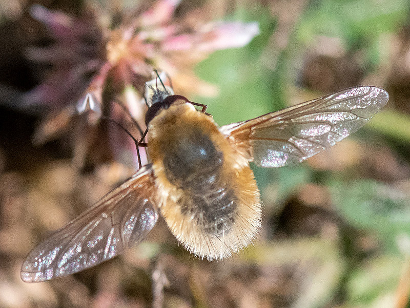 Large Bee-fly - Gewone Wolzwever - Bombylius major