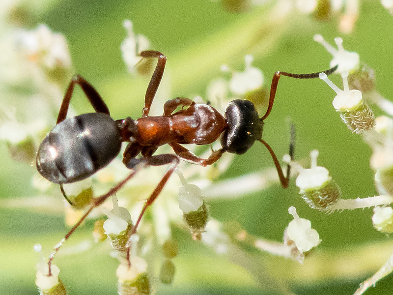 Formicinae - Bruine Renmier - Formica cunicularia