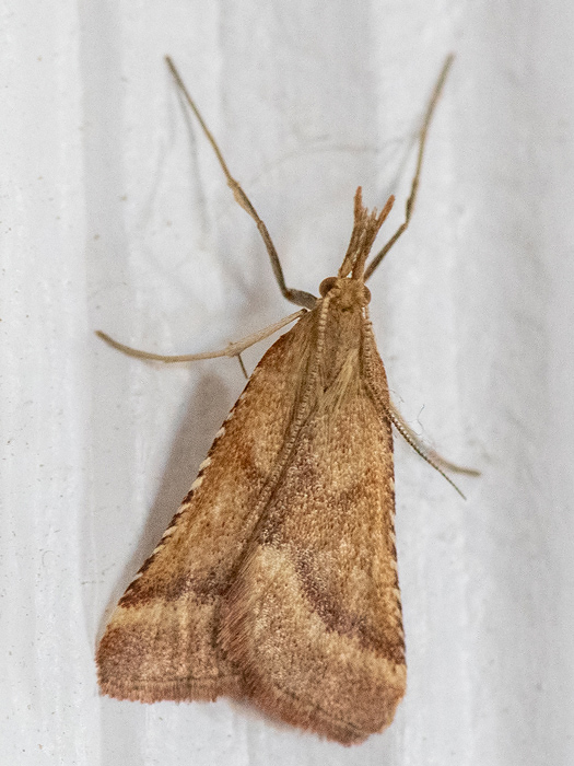 Pyralidae - Pinokkiomot - Synaphe punctalis
