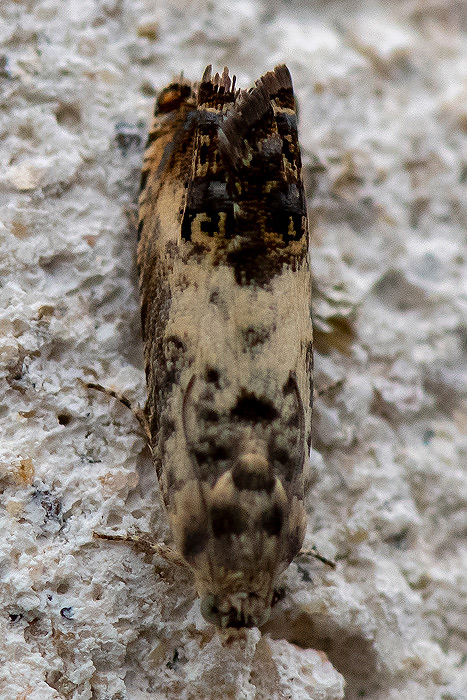 Chestnut leafroller - Gewone Dwergbladroller - Pammene fasciana