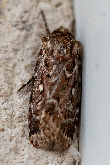 True Lovers Knot - Granietuil - Lycophotia porphyrea