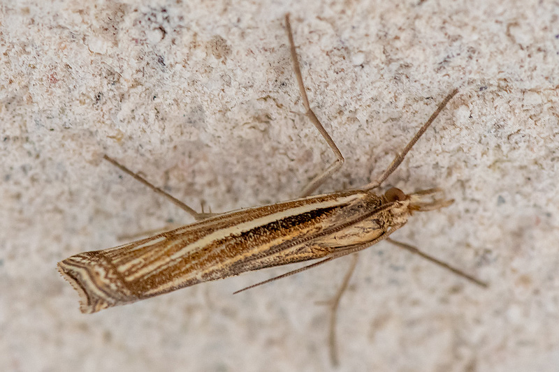 Crambidae - Variabele Grasmot - Agriphila tristella